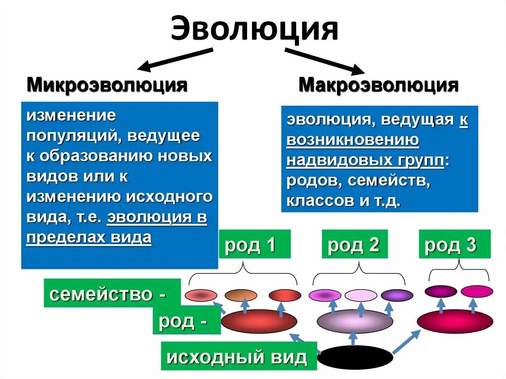 Тема микроэволюция и макроэволюция