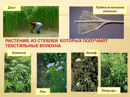 Какие материалы получают из растения
