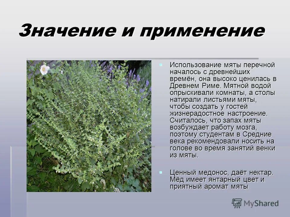 мята перечная цветок. мята перечная трава. мята перечная описание.