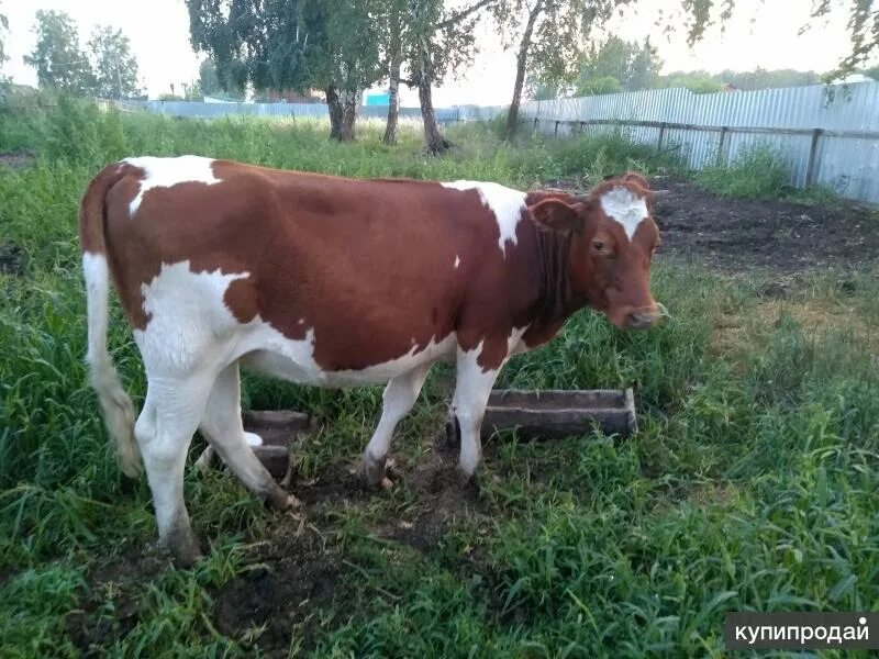 Стельная телка купить. Стельные телки. Телочка продается. Продаётся стельная корова. Продам телочку.