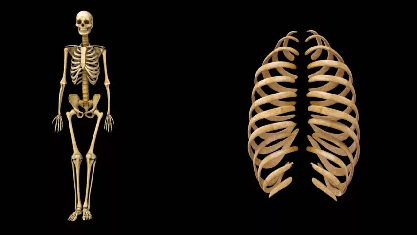 Ребра человека. Скелет ребра. Ребра женского и мужского скелета.