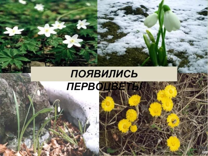 Какие весенние явления происходят в живой. Появляются первоцветы. весной появляются первоцветы. весенние изменения в природе для детей. весенние явления природы.