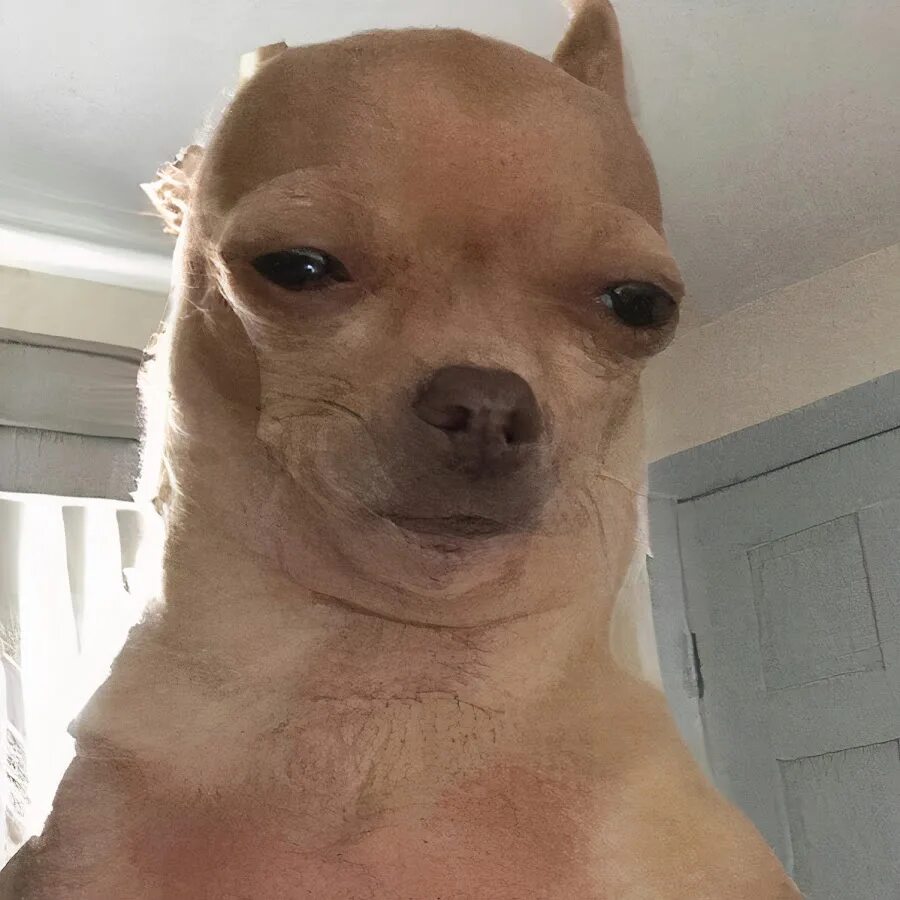 Чиловый парень мем собака откуда 26:50 minutes of doge memes to watch on the big screen YouTube
