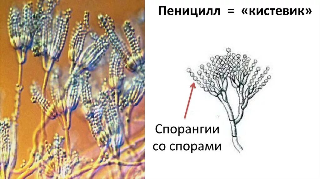 Гриб пеницилл строение. Пеницилл кистевик. Спорангии пеницилла. Пенициллин гриб строение. Мицелий гриба пеницилла