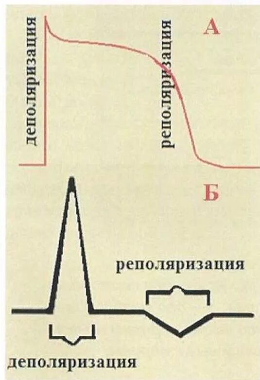 Нарушение реполяризации отделов. Процессы деполяризации на ЭКГ. ЭКГ деполяризация и реполяризация. Фазы деполяризации и реполяризации. Деполяризация и реполяризация миокарда.