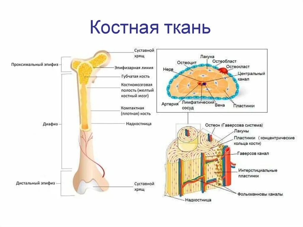 строение кости структурно функциональная единица костной ткани. строение состав и функции костей. строение компактного вещества трубчатой кости. строение длинной трубчатой кости. компактное вещество трубчатой кости.
