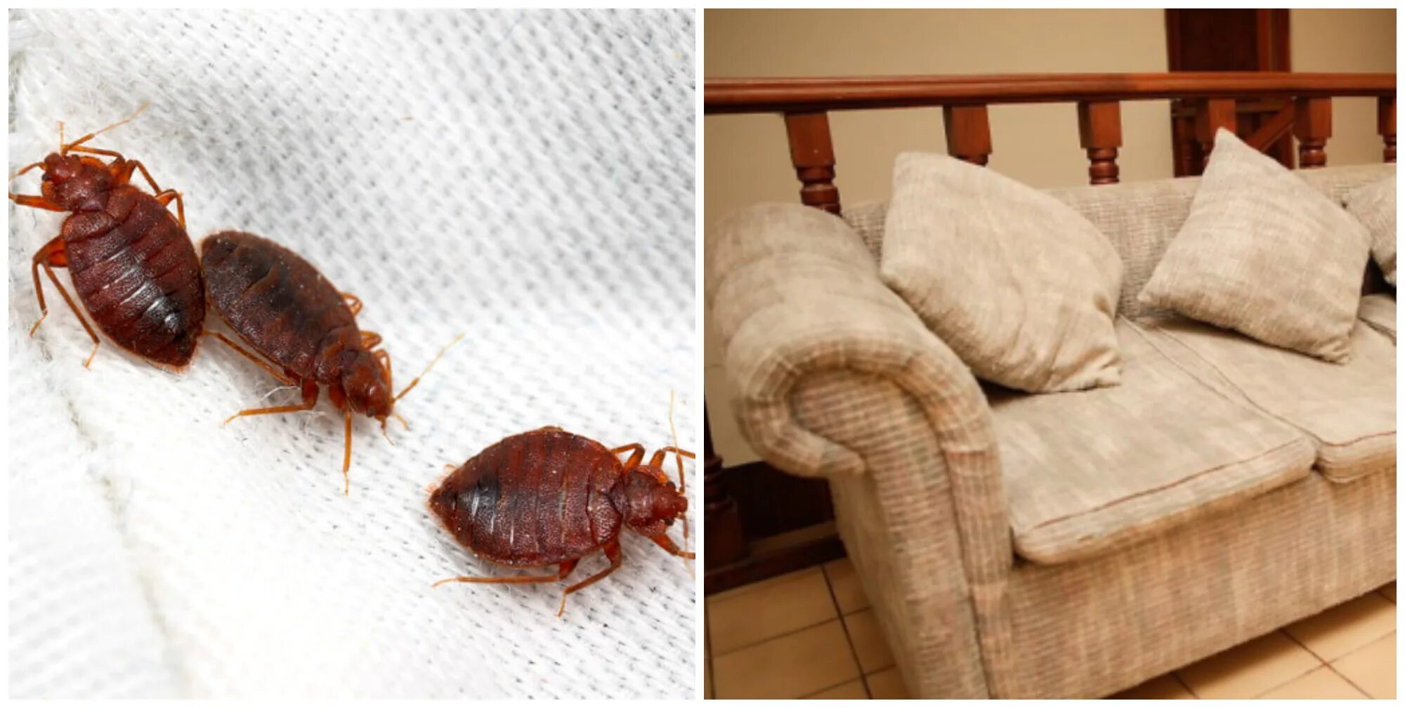 How To Keep Bed Bugs Away, According To Experts