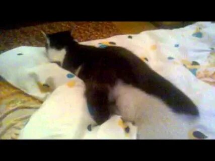 Кошачий куни - YouTube