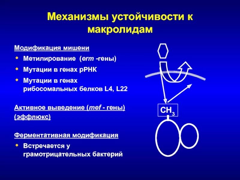 Ген резистентности. Механизмы резистентности к макролидам. Механизмы резистентности бактерий к макролидам. Механизм антибиотикорезистентности макролид. Механизмы устойчивости к макролидам.