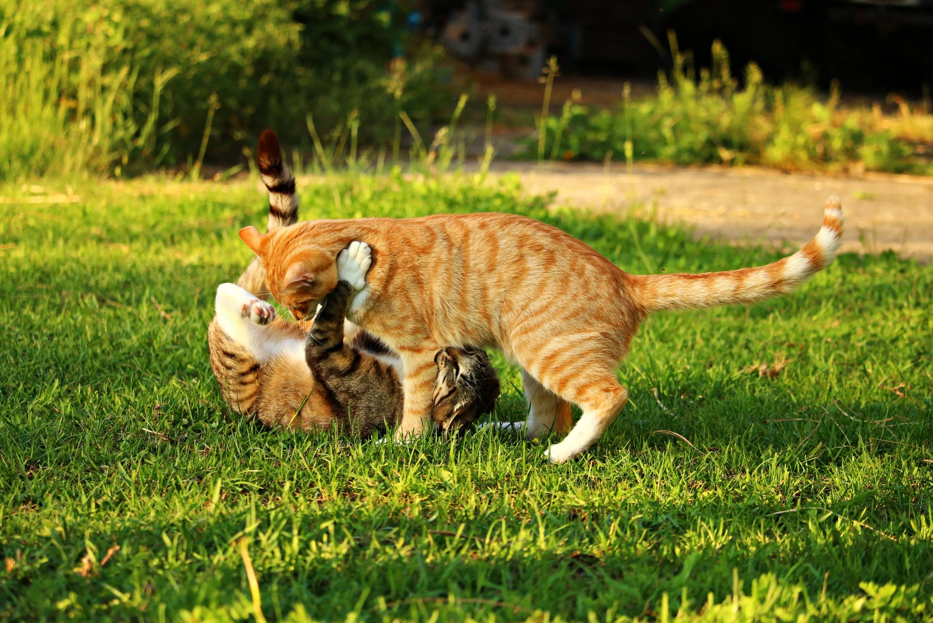 Котята играют на полу. Кошачья атака. Коты на природе. Рыжий кот на природе. Кошка лето.