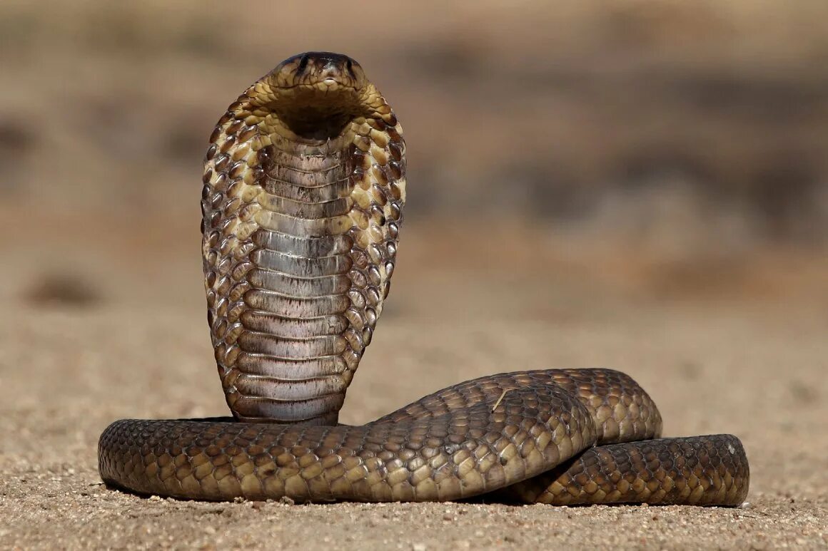 Cobra на русском. Королевская очковая Кобра. Змея очковая Кобра. Королевская Кобра гамадриад. Индийская очковая Кобра.