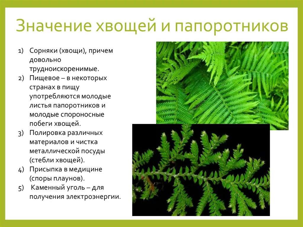 Ткани плаунов. Хвощи,плауны папоротники в жизни человека. Значение папоротников хвощей и плаунов. Многообразие папоротников плаунов хвощей. Папоротники в жизни человека.