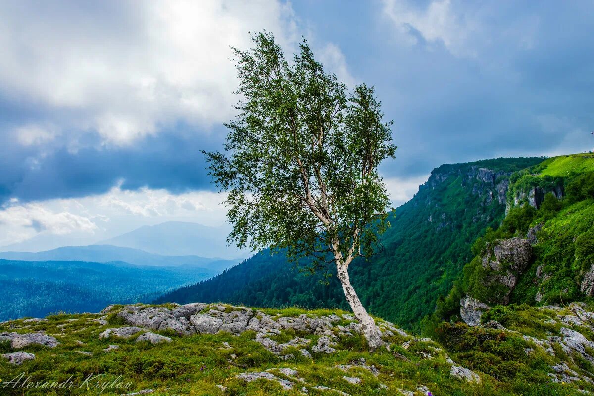 Березка горный. Алтайский заповедник береза. Алтайский заповедник береза бородавчатая. Алтайский заповедник береза пушистая. Одинокая береза на Ольхоне.