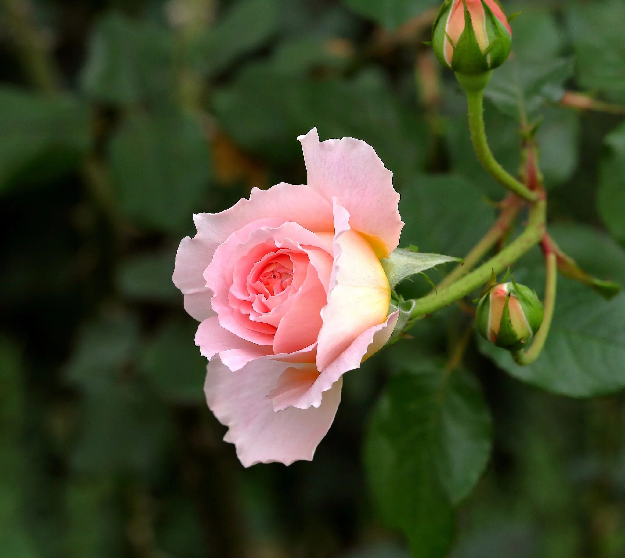 Бутоны плетистой розы. Бутон розовой розы