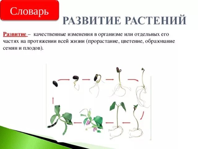 Развитие растений. Ритмы развития растений. Пример развития у растений. Критерии развития растений.