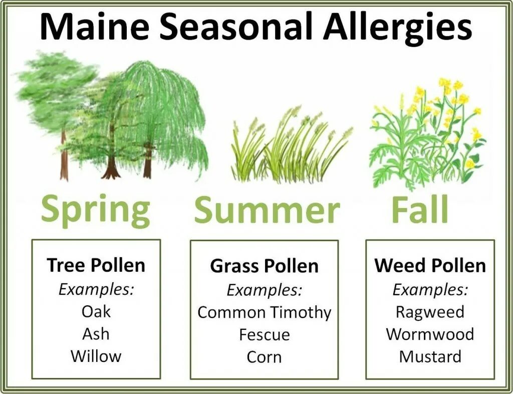 Pollen Allergy treatment. Allergy текст. Tree pollen identification.
