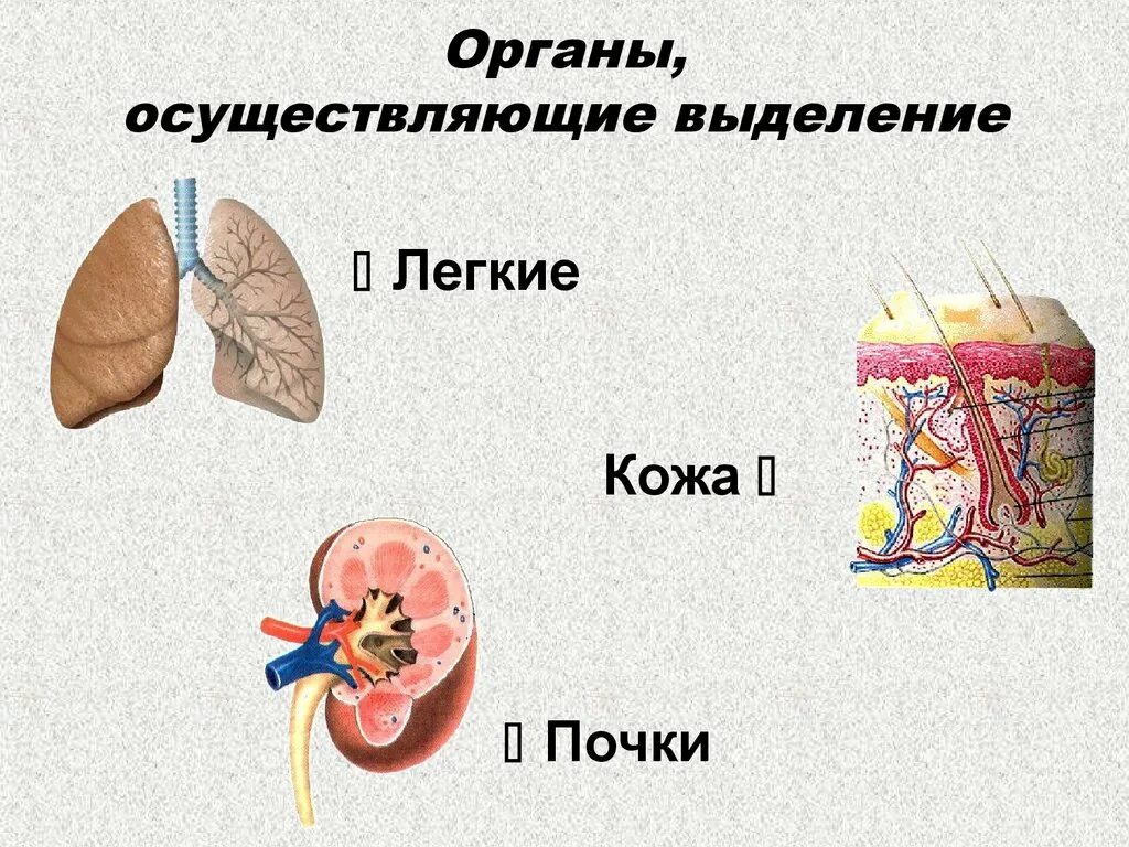 Выделительная функция кожи связана с. Легкие орган выделения. Кожа выделительная система. Органы выделительной системы легкие.