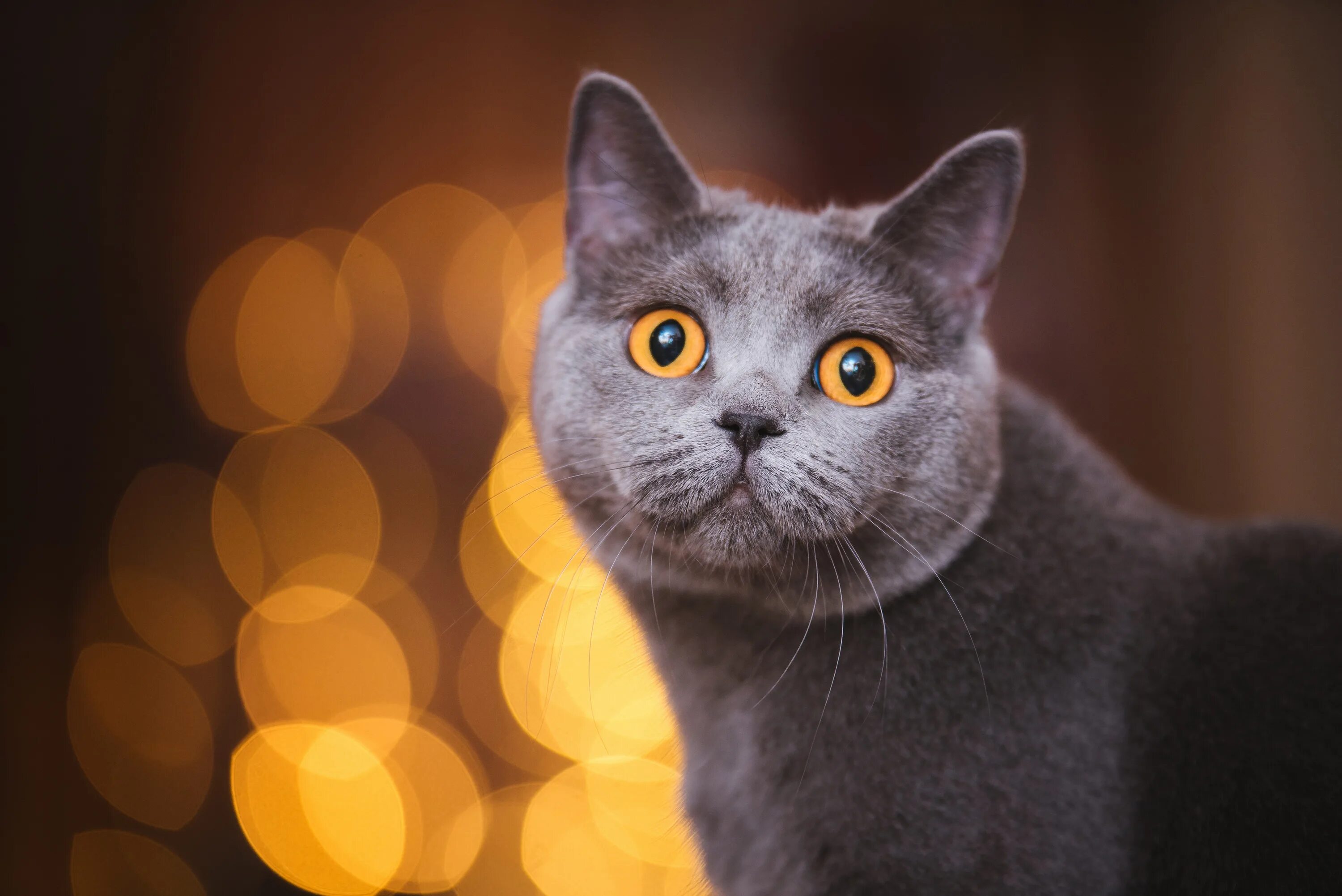 Британская короткошёрстная кошка. Серый кот с желтыми глазами. Серый кот с оранжевыми глазами. Дымчатый кот с желтыми глазами.