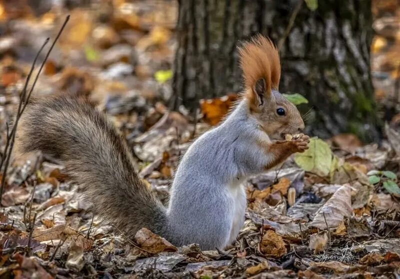 Белка или белок. Белка обыкновенная Векша. Белок (Sciurus vulgaris) Алтайский заповедник. Обыкновенная белка беличьи. Веверица Векша.