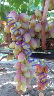Каталог саженцев винограда