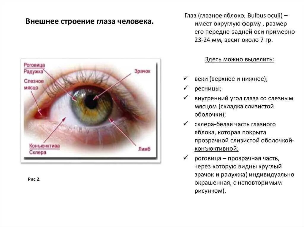 Вокруг глаза как называется. Строение области глаза век и глазного яблока. строение глаза названия частей. внешнее и строение строение глаза. веки глазного яблока анатомия.