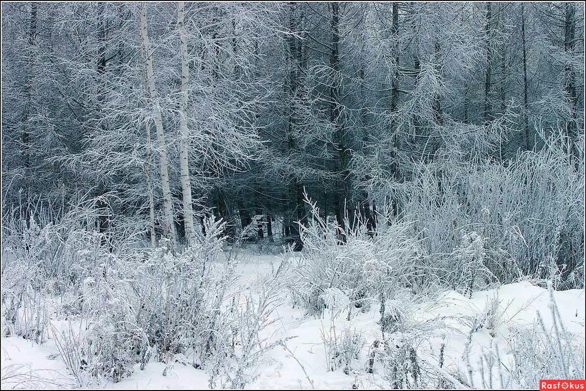 Какая пороша будет завтра. Пороша. Снежная пороша. Зимняя пороша. Пороша фото.