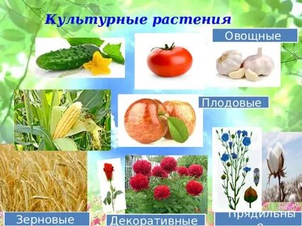 Какие еще группы культурных растений ты знаешь