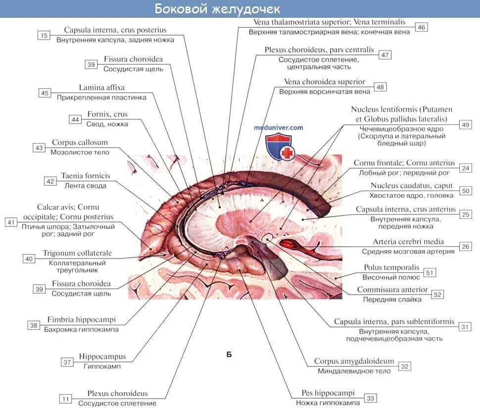 Боковые желудочки анатомия стенки. Стенки боковых желудочков головного мозга. Коллатеральный треугольник бокового желудочка. Боковые желудочки головного мозга анатомия. Лента свода