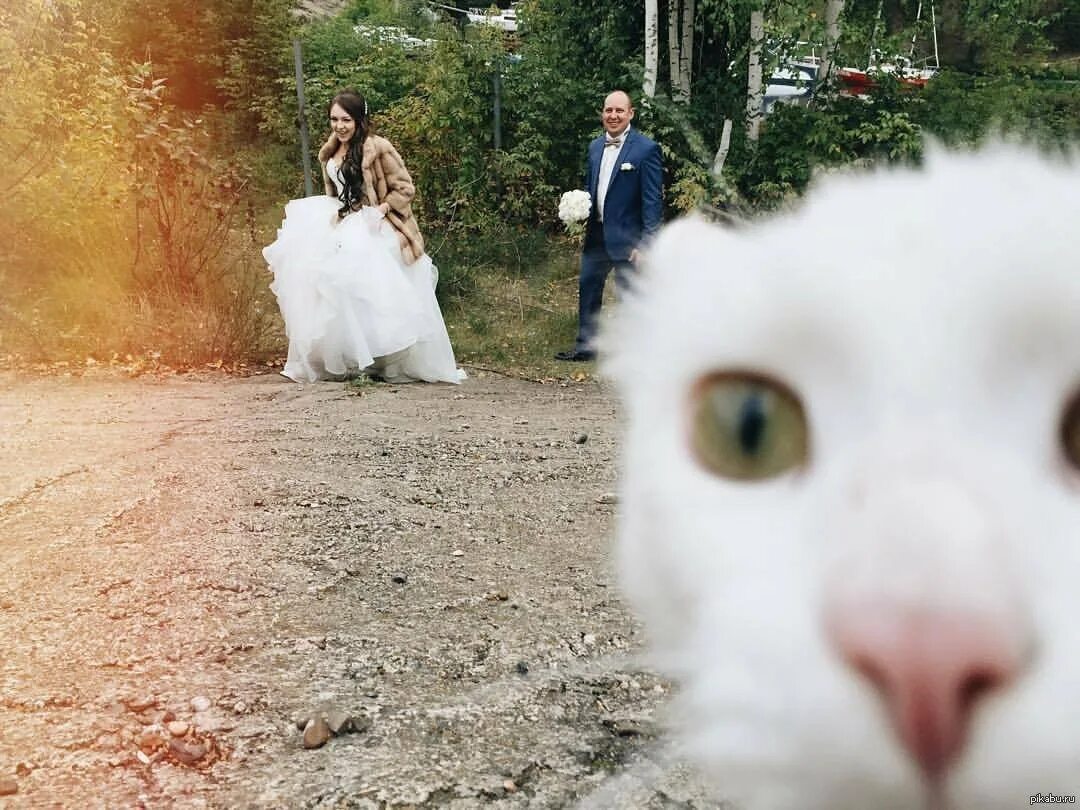 Смешные Свадебные фотосессии. Смешные кадры со свадьбы. Кошачья свадьба. Забавная невеста. Кидать курицу