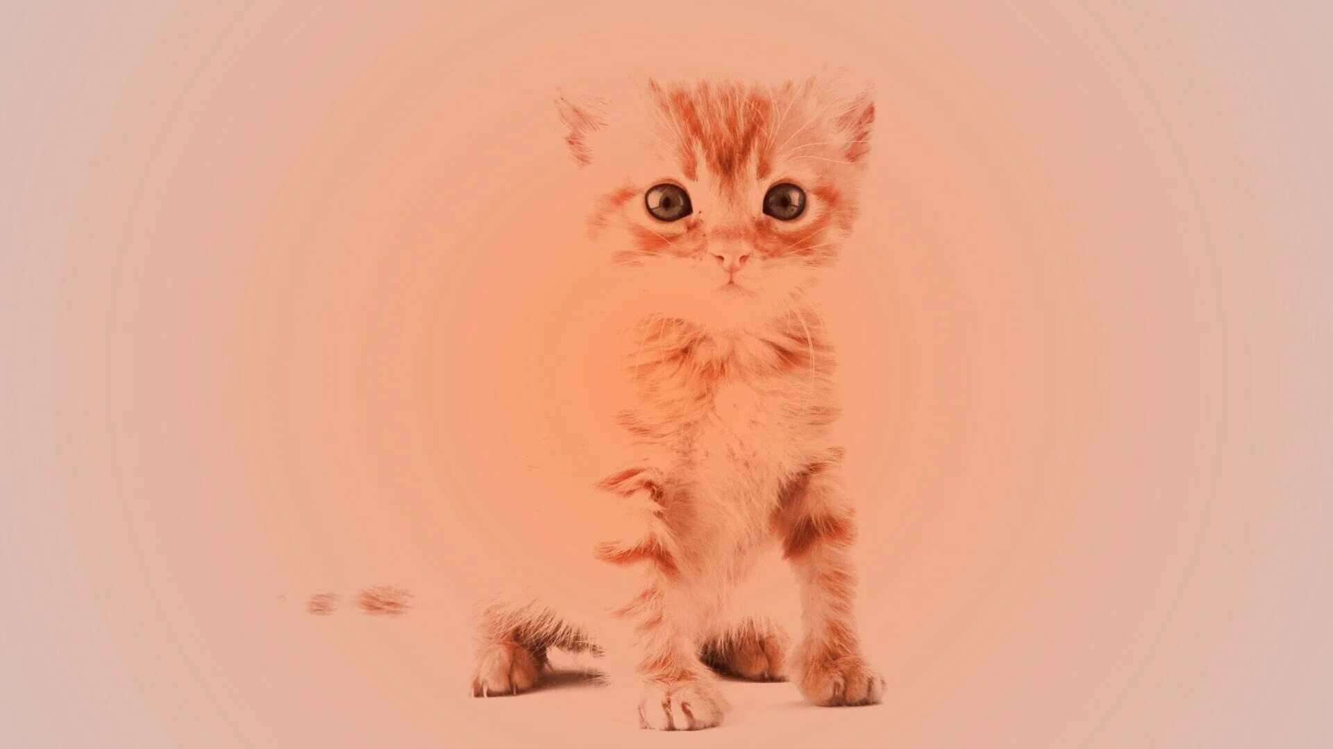 милый котик. картинки на рабочий стол котики. покажи обои с котиками. котята среди цветов. красивые котики.