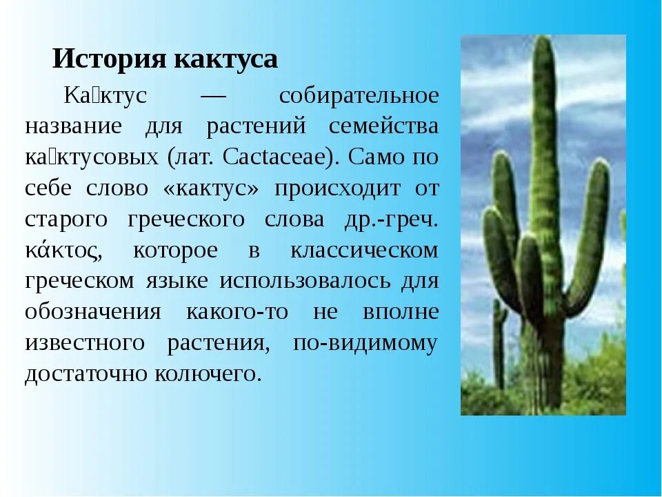 Кактусовые семейство сообщение. Родина комнатного растения опунция. Описание кактуса. Про цветок Кактус описание. Сообщение о кактусе.