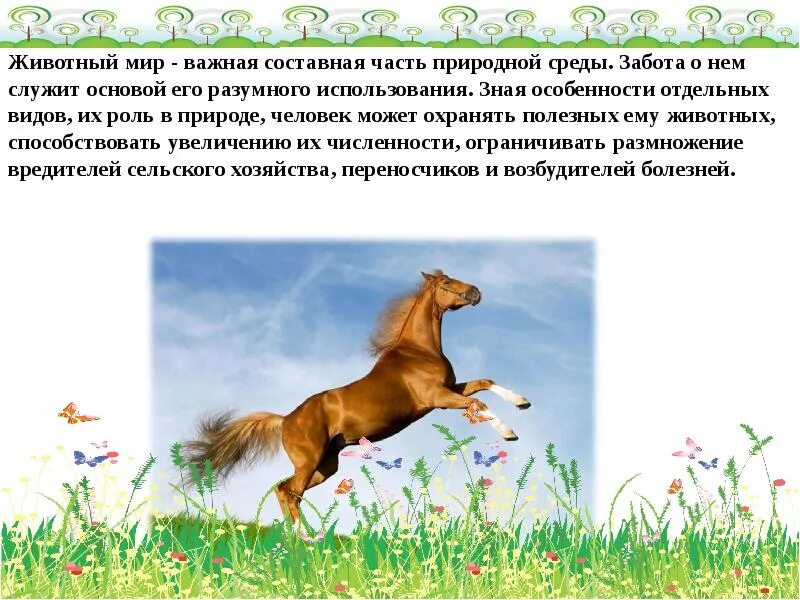 9 значений животных. Роль животных в природе. ролт животных в природе. презентация животные в жизни человека. роль животных в жизни природы.
