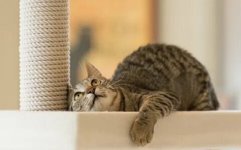 Кот точит когти