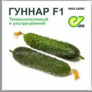 Огурец гуннар f1 описание отзывы