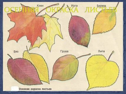 Осенняя окраска листьев биология 5 класс