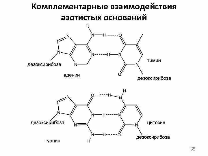 Водородные между азотистыми основаниями. Комплементарность аденин. Аденин гуанин цитозин Тимин урацил комплементарность. Комплементарность азотистых оснований в ДНК. Комплементарность Тимин.