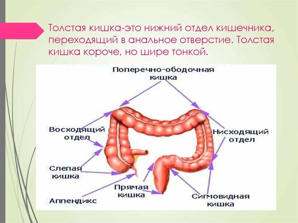 Почему кишечник назвали кишечником. Отделы толстого кишечника человека. строение отделов толстой кишки. отделы толстого кишечника схема. толстый кишечник отделы строение функции.