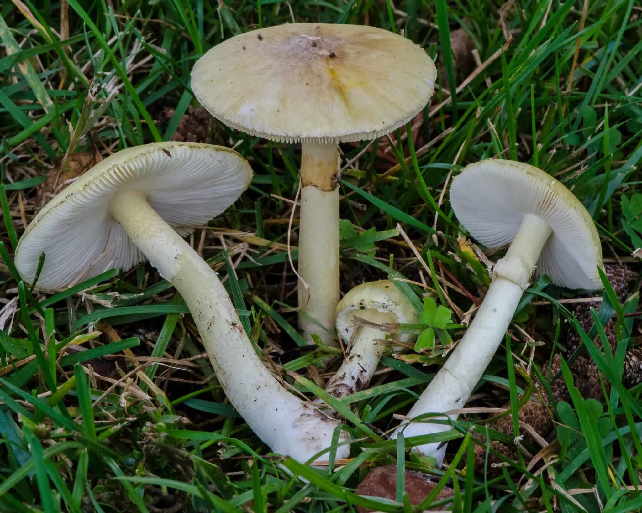 Какие белые поганки. Amanita phalloides гриб. Бледная поганка. Бледная поганка гриб. Бледная погоганка гриб.