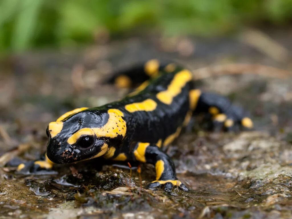 Огненная ящерица. Огненная саламандра. Огненная саламандра Salamandra Salamandra. Тритон Огненная саламандра. Огненная саламандра амфибия.