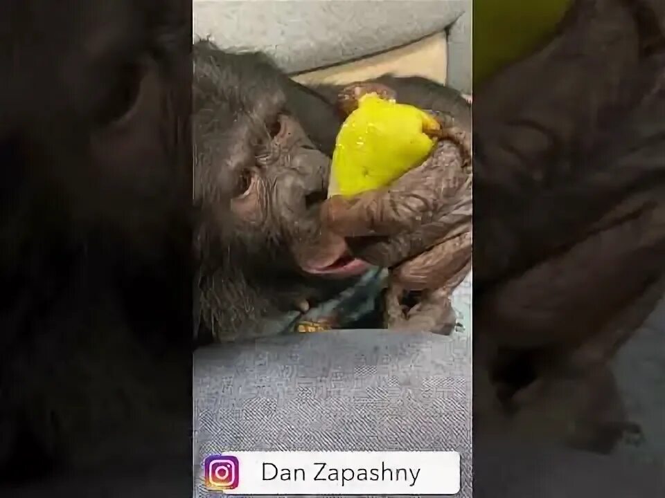 Шимпанзе бони. Шимпанзе бони