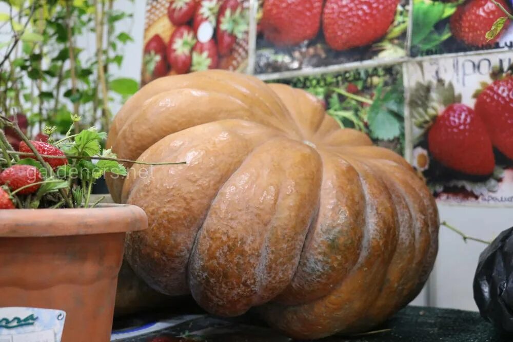 Тыква неаполь лонг. Тыква лунга. Тыква лунга ди наполи фото. Лунга ди наполи семена. Тыква неаполитанский мускат.