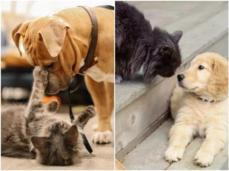 Как подружить собаку подружить с собакой. Как познакомить кошку с собакой. Как подружить собаку с котенком. Кошки и собаки. Как подружить кошку с собакой в доме.