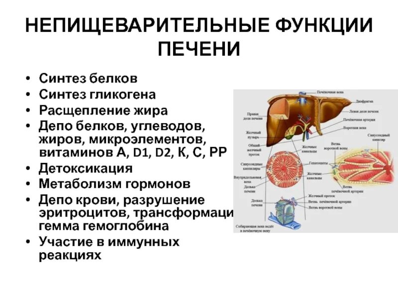Синтез витамина с в печени. Функции печени в организме человека. Депо крови функция печени. Непищеварительные функции печени.