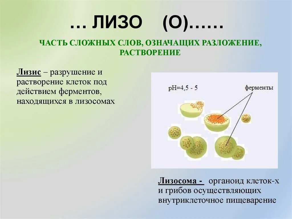 Внутриклеточное пищеварение лизосомы. Органоиды лизосомы. Функции лизосом в растительной клетке. В лизосомах происходит реакция