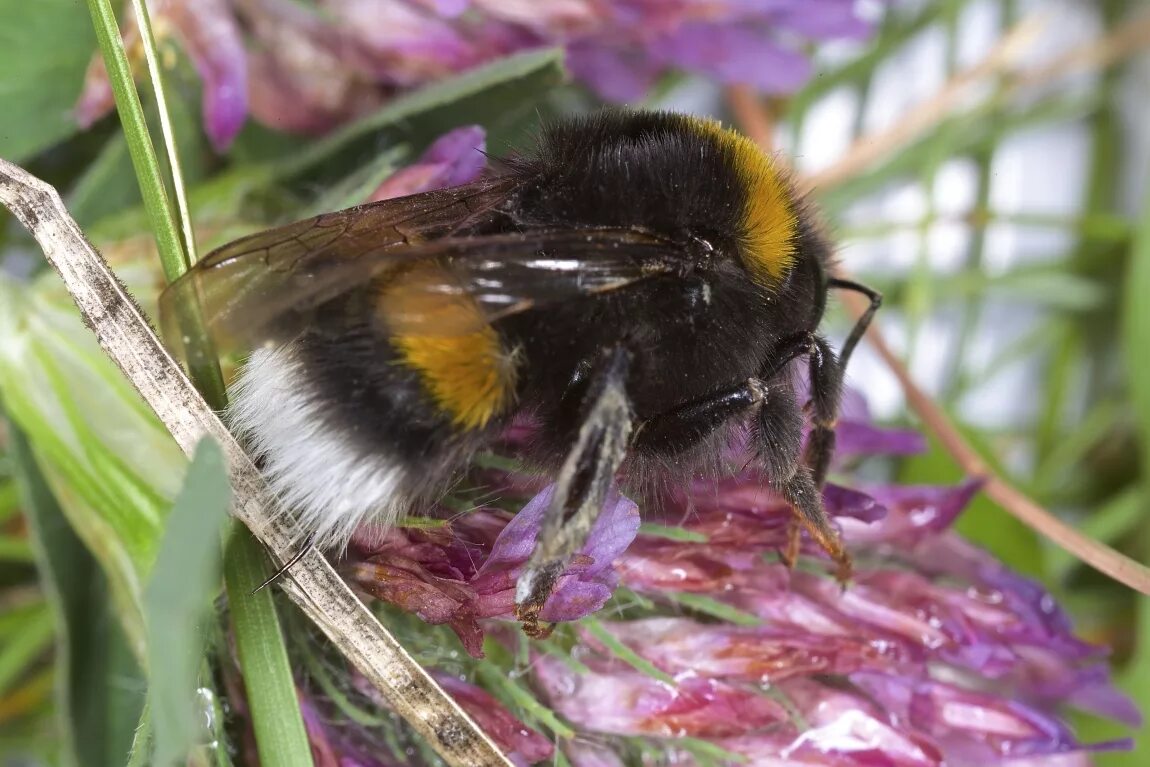 Bombus terrestris. Земляной Шмель. Шмель-плотник фиолетовый. Шмели рода Bombus.