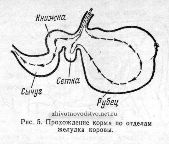 Строение рубца жвачных. Отделы пищеварительной системы сычуг книжка рубец сетка. Строение желудка жвачных крс. Желудок коровы название. Желудок коровы название.