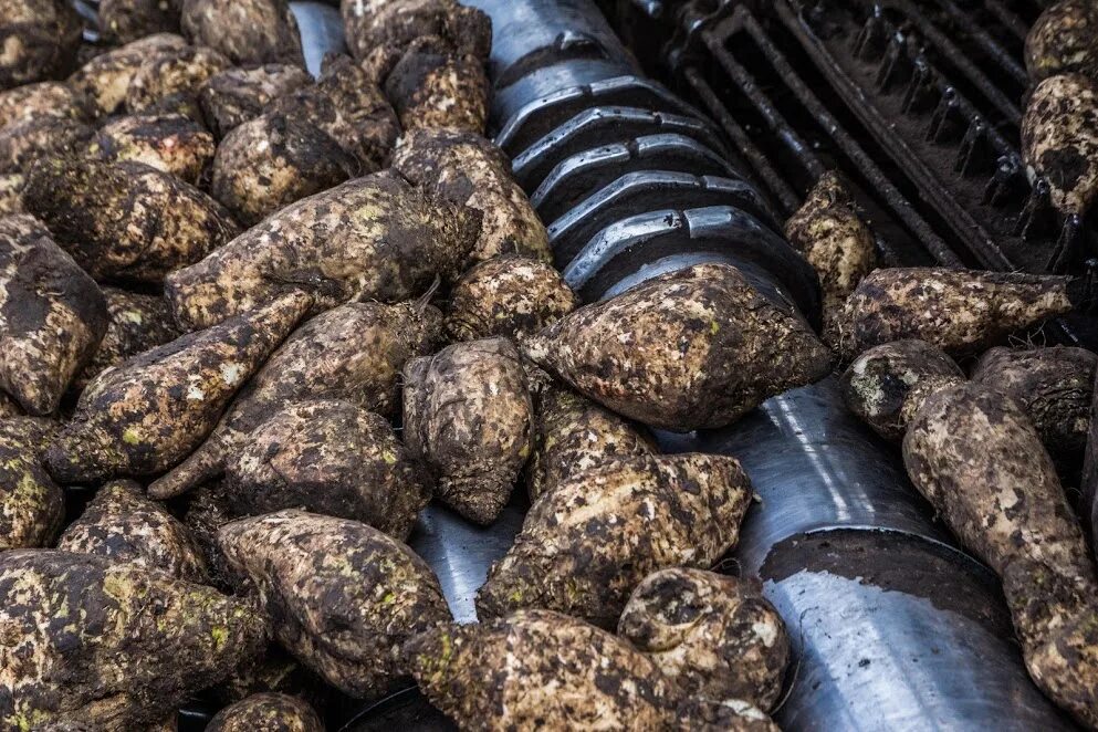 Сахарная промышленность. Урожай краснодарский край 2022 свекла. Переработка сахарной свеклы. Мордовия ооо ромодановосахар. Кагаты сахарной свеклы.