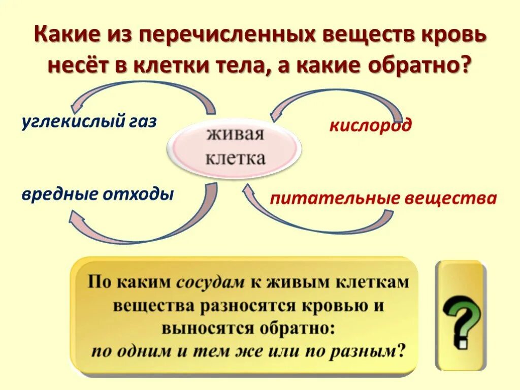 От каких органов кровь несет кислород