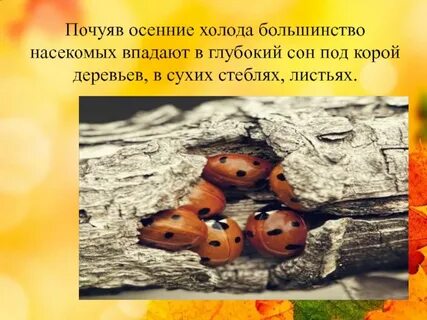 Изменения в жизни насекомых осенью