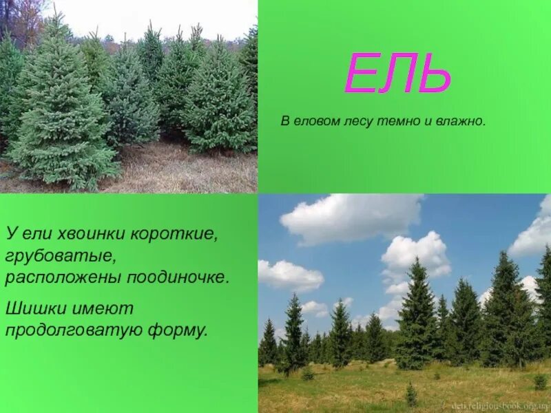 Объяснение ели